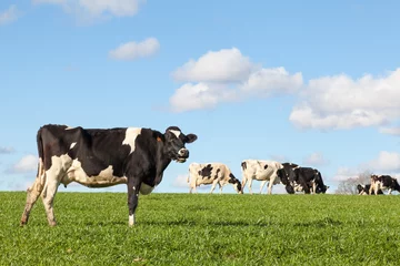 Fototapete Kuh Schwarz-weiße Holstein-Milchkuh auf der Skyline in üppiger grüner Weide, die im Abendlicht auf der Skyline steht
