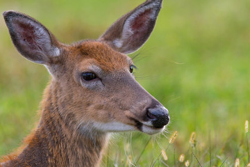 Whitetail deer doe laying in an open field.