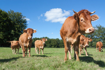 Nieuwsgierige jonge Limousin-vleeskoe die naar de camera kijkt in een weelderig groen weiland met de rest van de kudde op de achtergrond