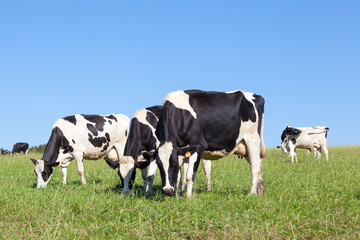 Drie zwart-witte Holstein melkkoeien grazen in een groene weide aan de skyline tegen een heldere blauwe hemel