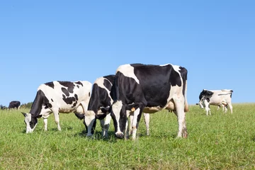 Deurstickers Koe Drie zwart-witte Holstein melkkoeien grazen in een groene weide aan de skyline tegen een heldere blauwe hemel