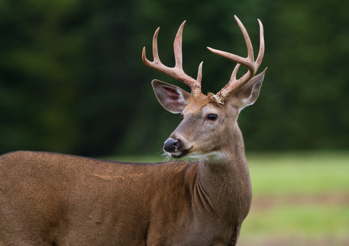 Fototapeta Whitetail deer buck standing in an open field.