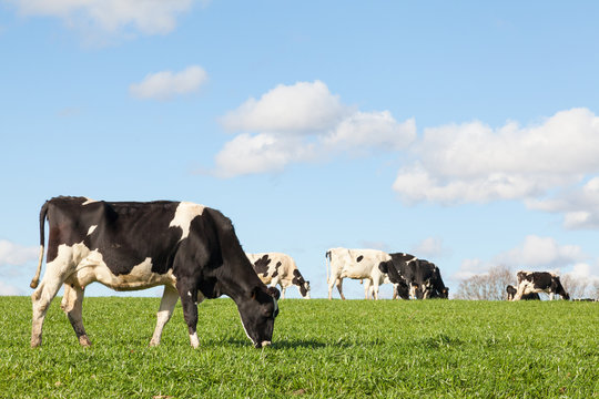 Black and white Holstein dairy cow grazing on the skyline  in a green pasture  against a blue sky with white clouds and the herd in the background