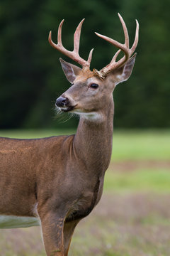 Fototapeta Whitetail deer buck standing in an open field.