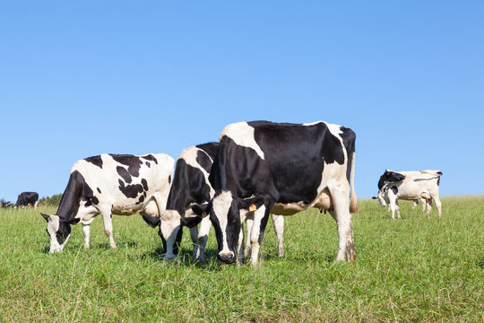 Three black and white  Holstein dairy cows grazing in a green pasture on the skyline against a clear blue sky