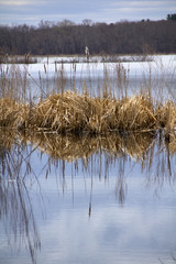 Springtime cattails and reflections in the marsh at Great Meadows National Wildlife Refuge in Concord, Massachusetts.