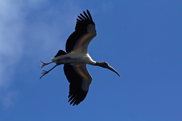Wood stork flying in a blue sky in Florida.