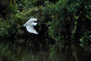 Snowy egret flying over dark water with its wings outstretched in Florida.