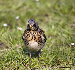 Small bird on grass