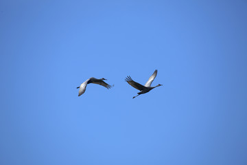 Two sandhill cranes flying in a blue sky, Florida.