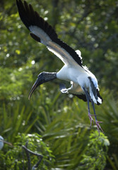 Wood stork landing in shrubs, wings outspread, Florida.