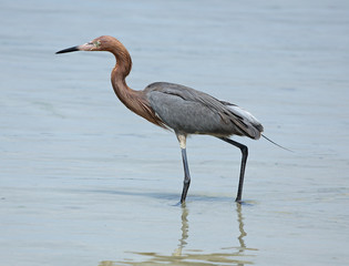 Reddish egret wading along beach on Florida's Gulf Coast.