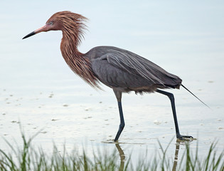 Reddish egret with breeding plumage, wading in a saltwater marsh
