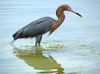 Reddish egret with a fish in its bill, Florida.