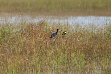 Obraz na płótnie Canvas Anhinga bird in the Everglades, Florida 