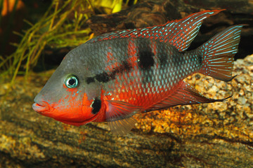 Mexikanischer Feuermaulbuntbarsch (Thorichthys meeki)