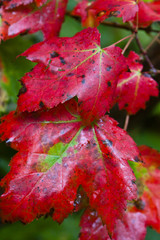 maple leaves changing colour in autumn closeup