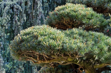 Beautiful pine branch closeup