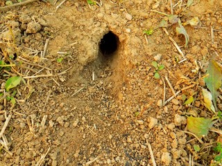 Mouse hole on field