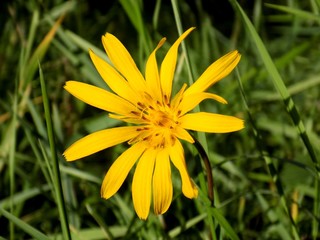 Yellow flower