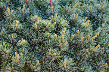 Beautiful pine branch closeup