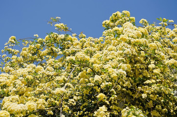 Beautiful yellow flowers on a branch