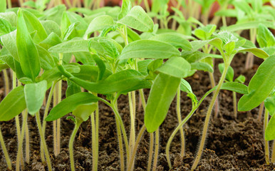 Tomato seedlings