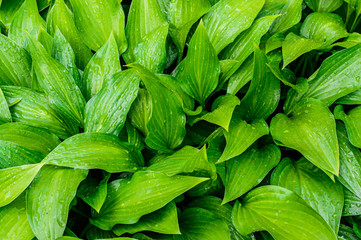 Hosta leaves close up