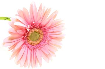 beautiful flowers in close-up shot on a white background