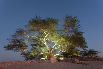 Tree of Life, Bahrain - 99064699