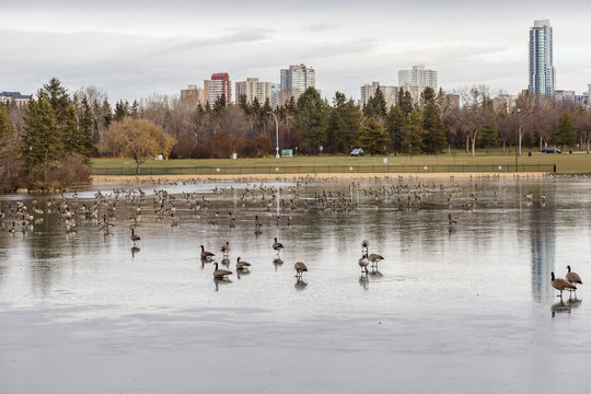 Geese in migration Edmonton city in background.