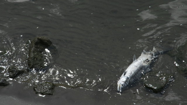 A salmon carcass on the edge of a sandy river bank, rocking back and forth in the waves.