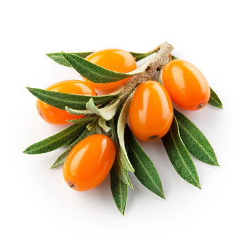 sea buckthorn branch isolated on the white. With clipping path.