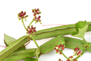 Obraz premium Cissus Quadrangularis Linn., Medicinal treatment of hemorrhoids and more.