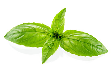 Basil leaves isolated on white background