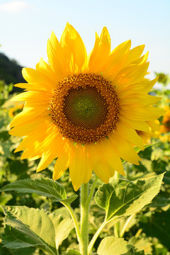 Sunflowers blooming against a bright sky