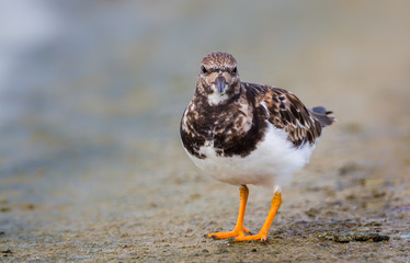  Close up of Ruddy Turnstone(Arenaria interpres) stair directly at us 