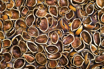 Nuts shells background