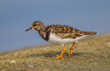  Close up of Ruddy Turnstone(Arenaria interpres) walking on the beach