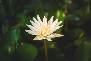 lotus flower in pond vintage photo filtered retro style