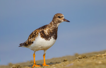Full frame Close up of Ruddy Turnstone(Arenaria interpres) stair 