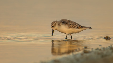 Side view of Spoon-billed sandpiper (Calidris pygmaea) who Critically Endangered status