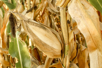 Corn Field #2