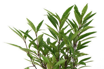 Fototapeta premium Flame flower(Justicia fragilis Wall.,Gendarussa vulgaris Nees)