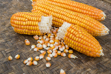 corn isolated on a brown background #5