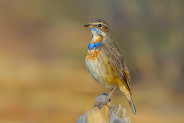 Close up of  Bluethroat (Luscinia svecica) on the wood in nature of Thailand