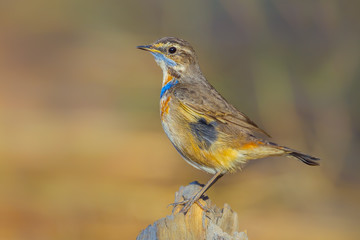 Close up left side of  Bluethroat (Luscinia svecica)  in nature of Thailand