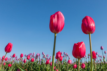 Three Red Tulips
