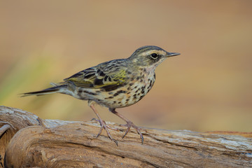 Very close up of  Rosy Pipit(Anthus roseatus) stair at us in nature of Thailand