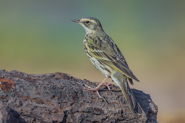 Back side of  Rosy Pipit(Anthus roseatus)  in nature of Thailand